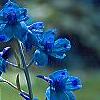 Delphinium grandiflorum 'Blue Butterfly', flowers