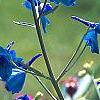 Delphinium grandiflorum 'Blue Butterfly', flowers