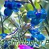 Delphinium grandiflorum 'Blue Butterfly', flowers
