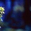 Delphinium grandiflorum 'Blue Butterfly', flowers