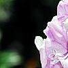 Delphinium 'Pagan Purples', flowers