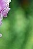 Delphinium 'Pagan Purples', flowers