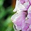Delphinium 'Pagan Purples', flowers