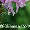 Delphinium 'Pagan Purples', flowers