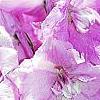 Delphinium 'Pagan Purples', flowers