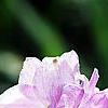 Delphinium 'Pagan Purples', flowers