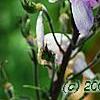 Delphinium 'Pagan Purples', flowers