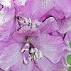 Delphinium 'Pagan Purples', flowers
