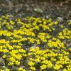 Eranthis hyemalis, habit