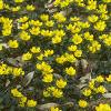 Eranthis hyemalis, habit