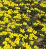 Eranthis hyemalis, habit