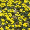 Eranthis hyemalis, habit