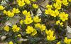 Eranthis hyemalis, habit