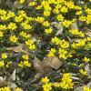 Eranthis hyemalis, habit