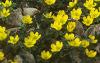 Eranthis hyemalis, habit