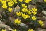 Eranthis hyemalis, habit