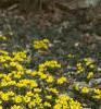 Eranthis hyemalis, habit