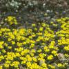 Eranthis hyemalis, habit