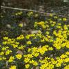 Eranthis hyemalis, habit
