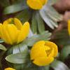 Eranthis hyemalis, habit