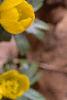 Eranthis hyemalis, habit