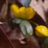 Eranthis hyemalis, habit