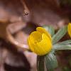 Eranthis hyemalis, habit
