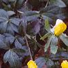 Eranthis hyemalis, habit