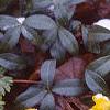 Eranthis hyemalis, habit
