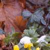 Eranthis hyemalis, habit