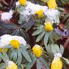 Eranthis hyemalis, habit