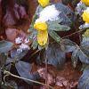 Eranthis hyemalis, habit