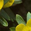Eranthis hyemalis, flowers