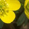 Eranthis hyemalis, flowers