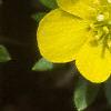 Eranthis hyemalis, flowers