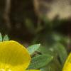 Eranthis hyemalis, flowers