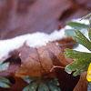 Eranthis hyemalis, flowers