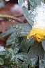 Eranthis hyemalis, flowers