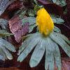 Eranthis hyemalis, flowers