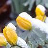 Eranthis hyemalis, flowers