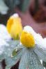 Eranthis hyemalis, flowers