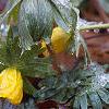 Eranthis hyemalis, flowers