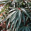 Helleborus foetidus 'Wester Flisk', habit