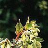 Helleborus foetidus 'Wester Flisk', habit