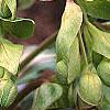 Helleborus foetidus 'Wester Flisk', flowers