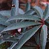 Helleborus foetidus 'Wester Flisk', flowers