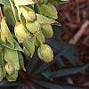 Helleborus foetidus 'Wester Flisk', flowers