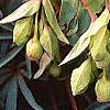 Helleborus foetidus 'Wester Flisk', flowers