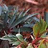 Helleborus foetidus 'Wester Flisk', flowers