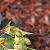 Helleborus foetidus 'Wester Flisk', flowers